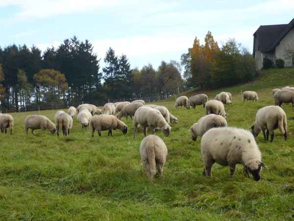 Schafe im Sauerland