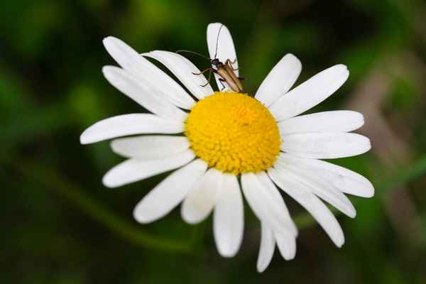 Ein Tag im Käferland