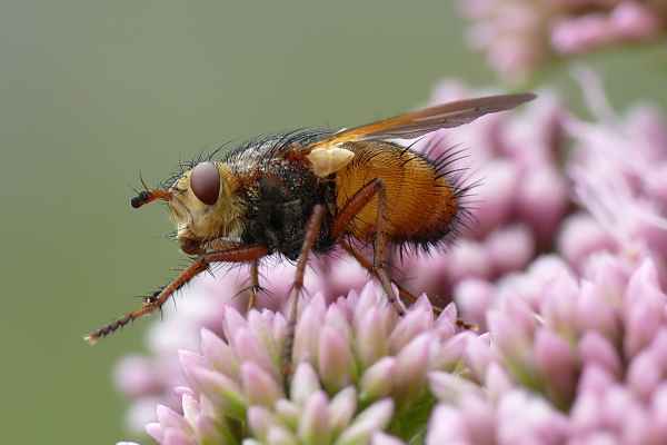 keine Schönheit!?  -  Raupenfliege