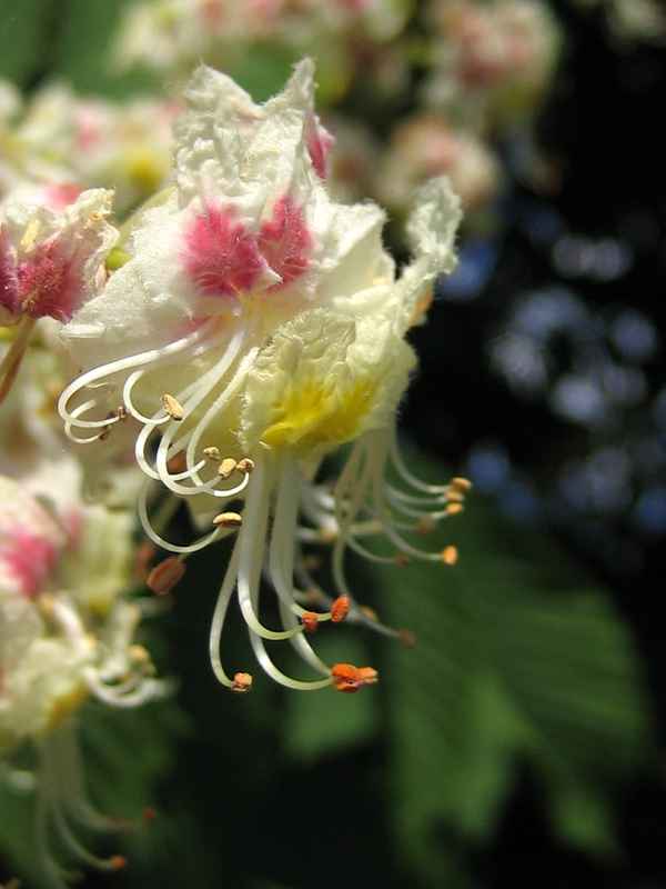 Kastanienblüte