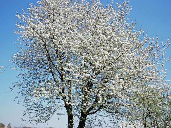 frühlingsblütentraum