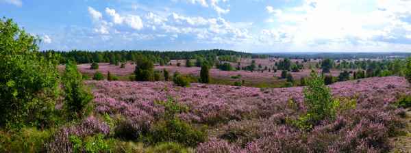Heidelandschaft am Wilseder Berg