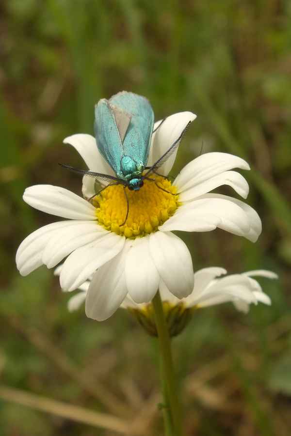 ampfer-grünwidderchen