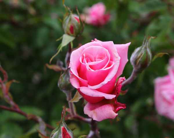 Duftendes Rosa