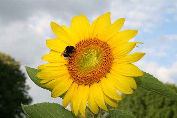 Sonnenblume mit Hummel