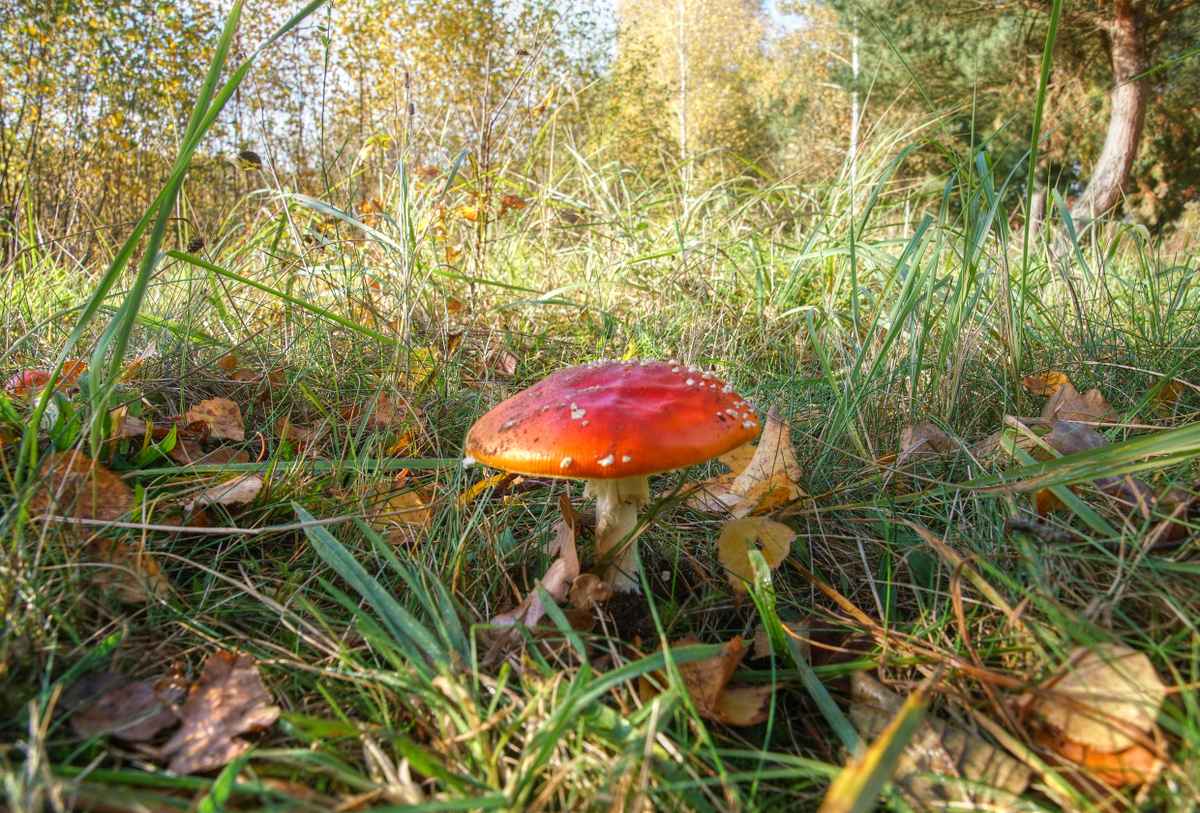 Nicht wirklich lecker 1