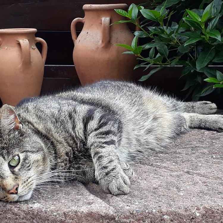 Fauler Kater zum Weltkatzentag