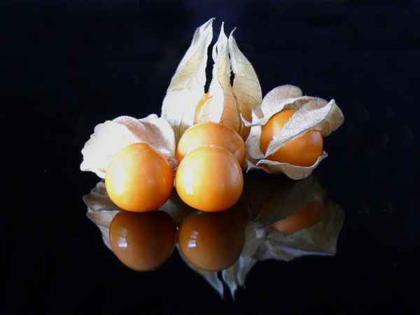 "Physalis"