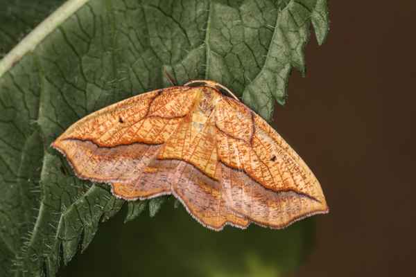 Weiden-Saumbandspanner