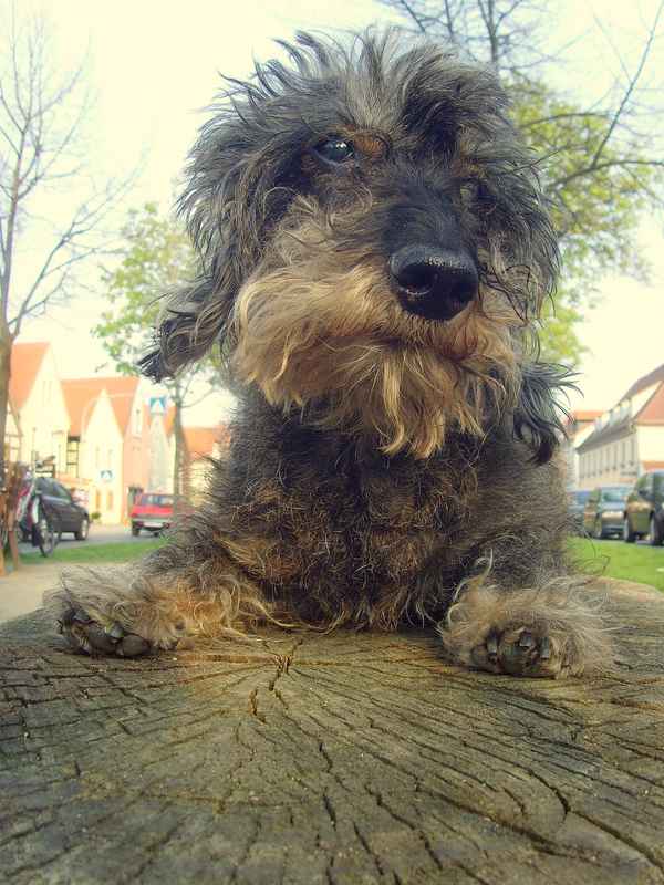 Dackel macht eine Gassipause