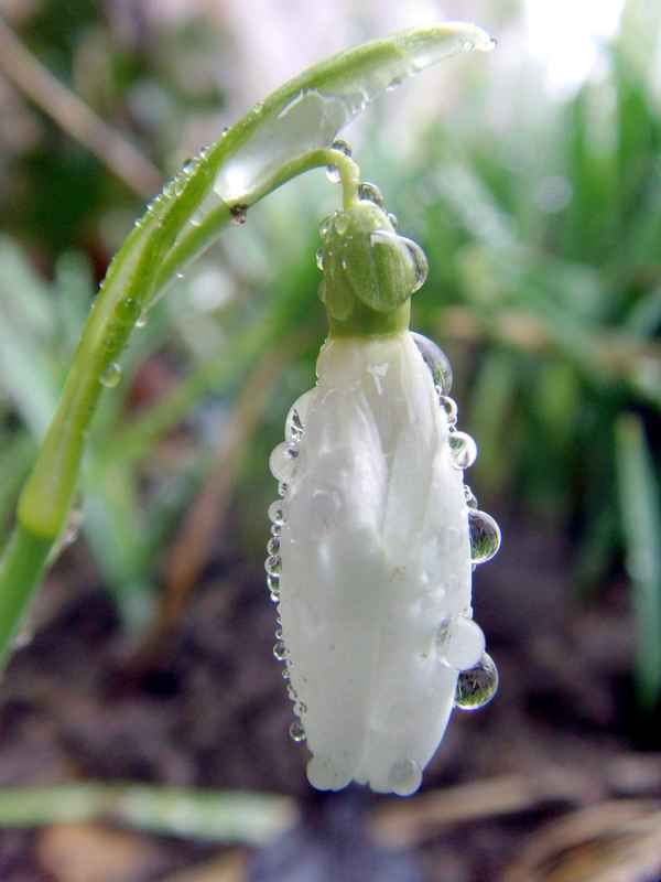 Einsames Schneeglöckchen im Frühlingsregen