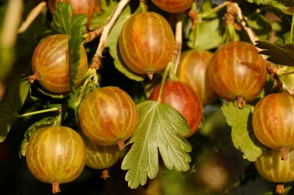 Stachelbeeren
