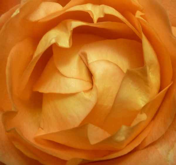 Rose mit Faltverschluss