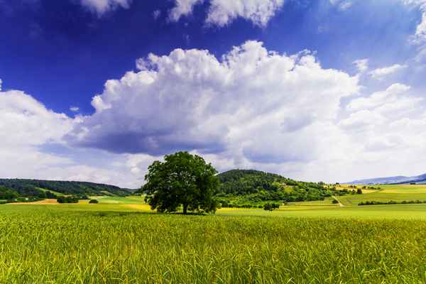 Sommer-Landschaft