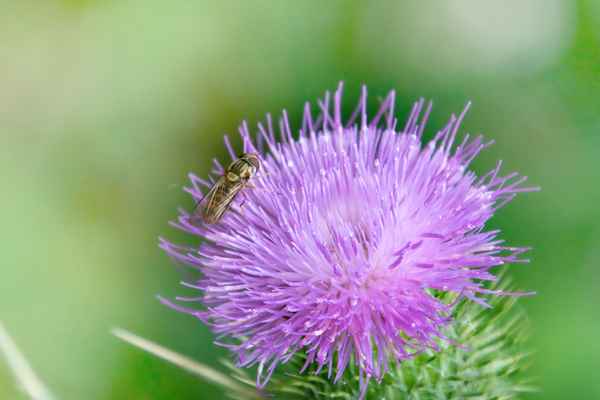 Distel mit Schwebfliege