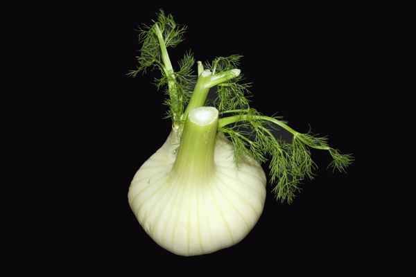 Fenchel f