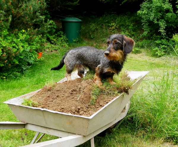Hilfe bei der Gartenarbeit...