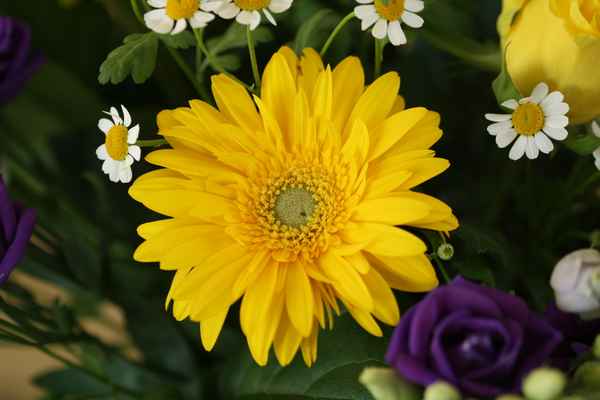 Gelbe Gerbera