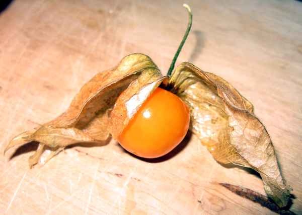 Physalis