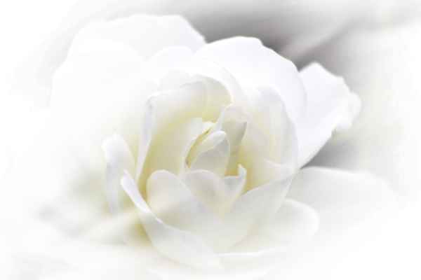 Eine weiße Rose