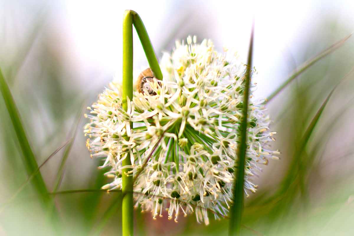 Allium VIII