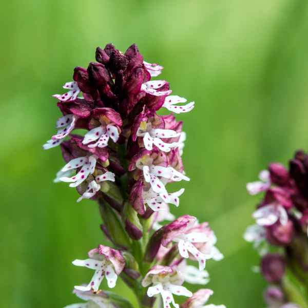 Brand-Knabenkraut - 1