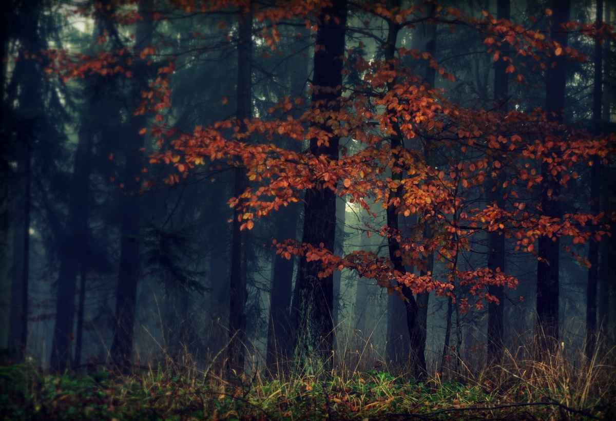 Nebelwald
