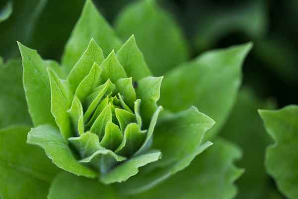 Wachstum und Entfaltung