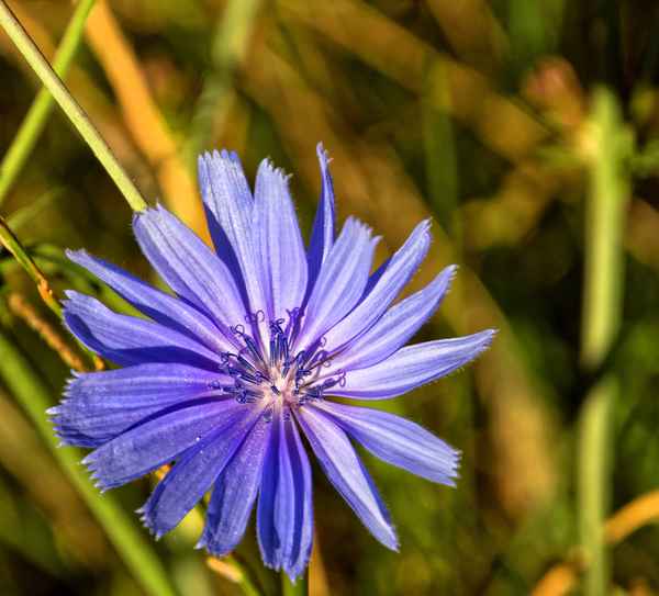 Kornblume