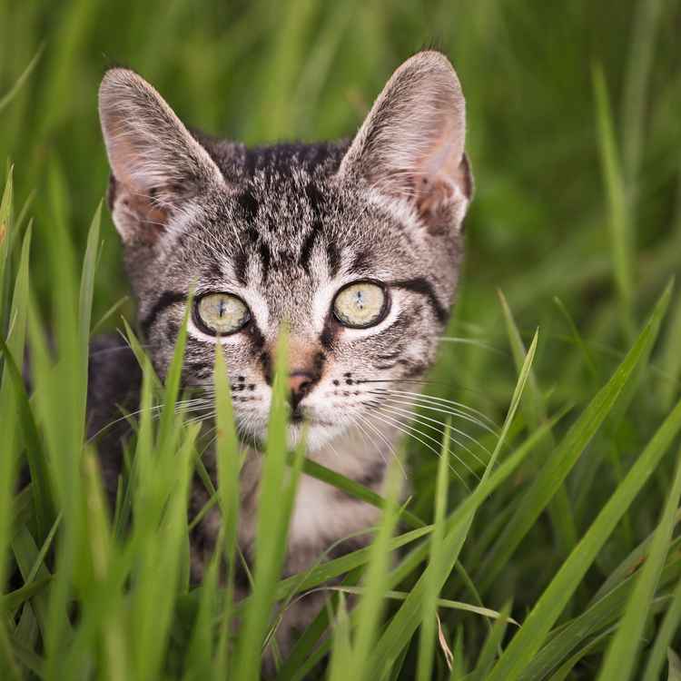 Tigerchen auf der Wiese