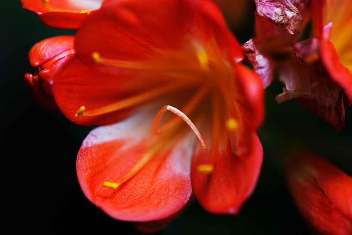 red beauty