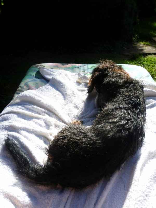 So sieht Hundeurlaub aus!
