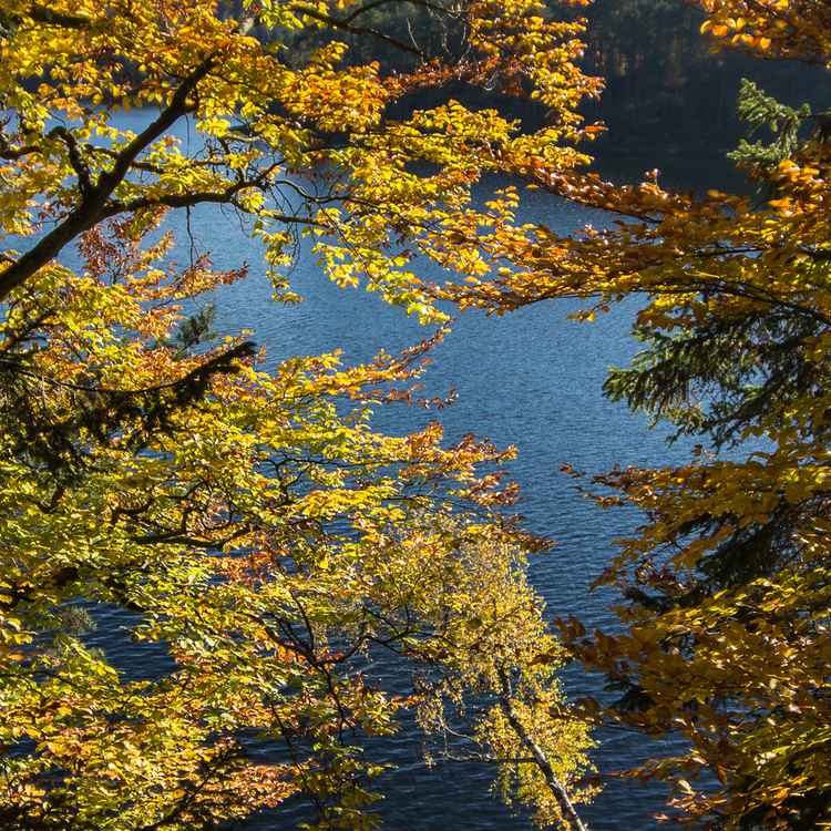 Am Forstsee