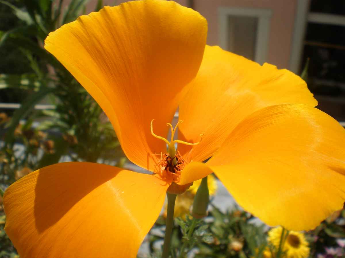 Kalifornischer Goldmohn