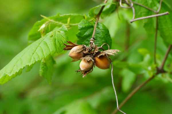 letztjährige Früchte