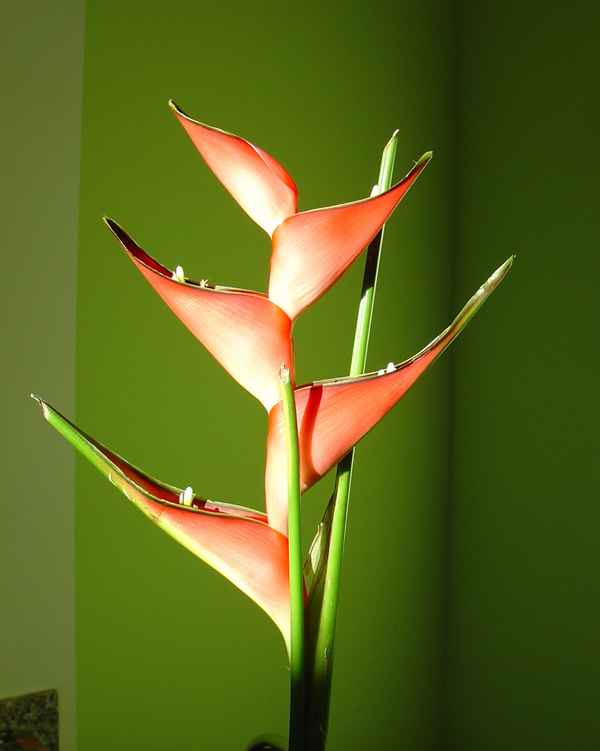 Helicona - ein wunderschöner Exot