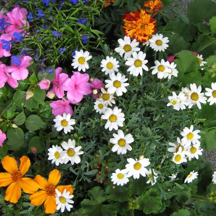 Bunte Blumenschale