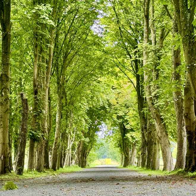 Alleeb&auml;ume im Sommer