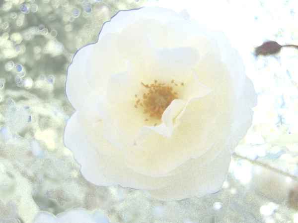 Briefpapier Heckenrose 3