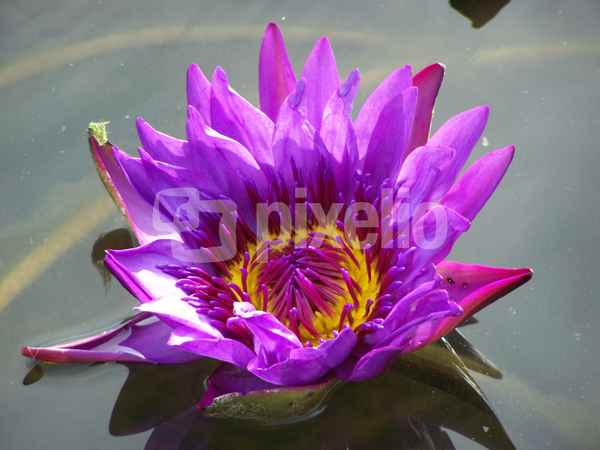 Seerose im Licht