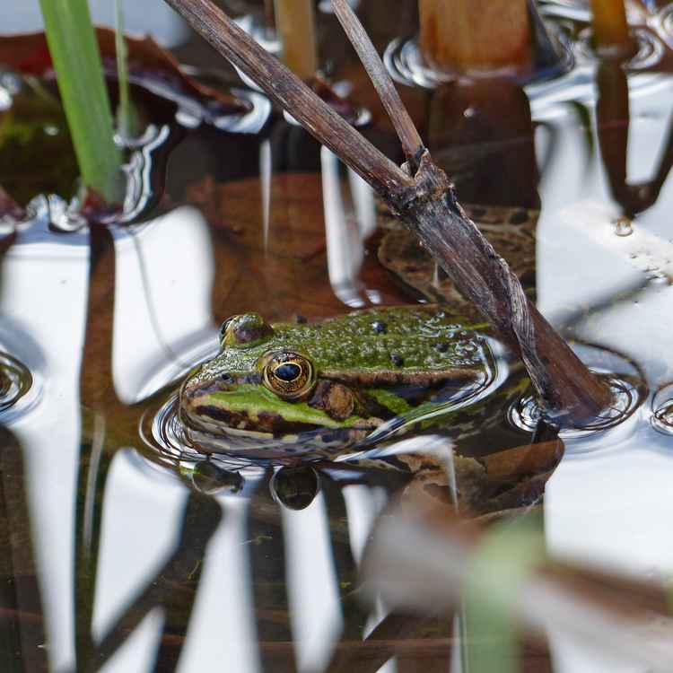 Glücklicher Frosch