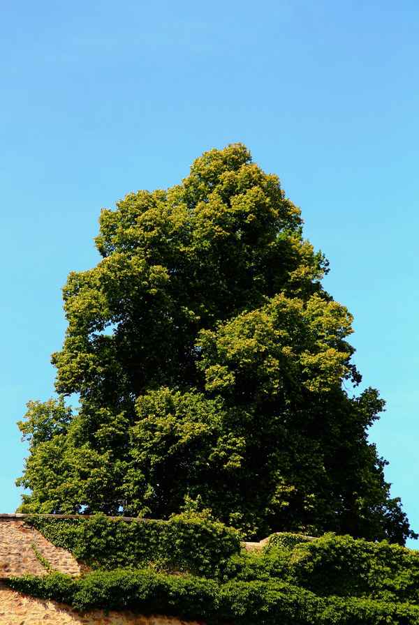 Wächter der Veste Oberhaus