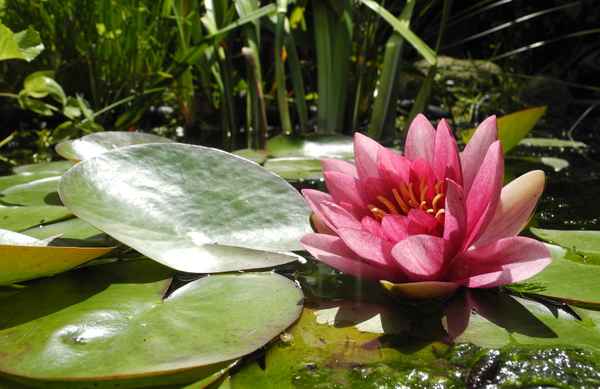 Die einzige im Teich