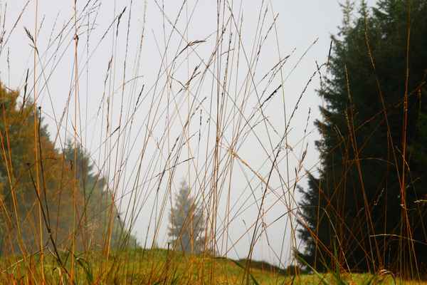 Ein Tag im Nebel 02