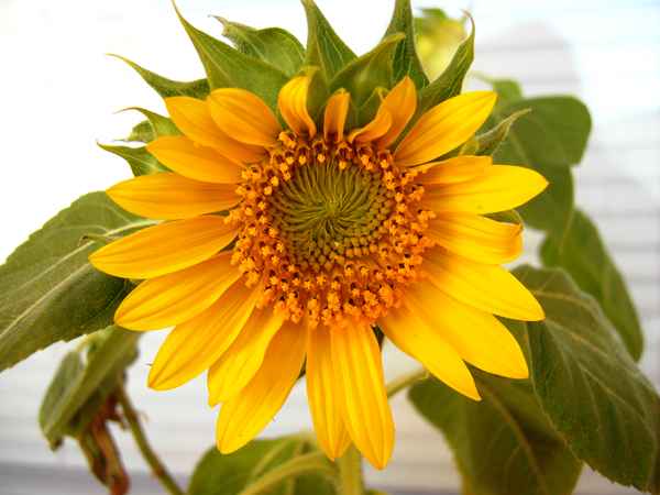 Sonnenblume