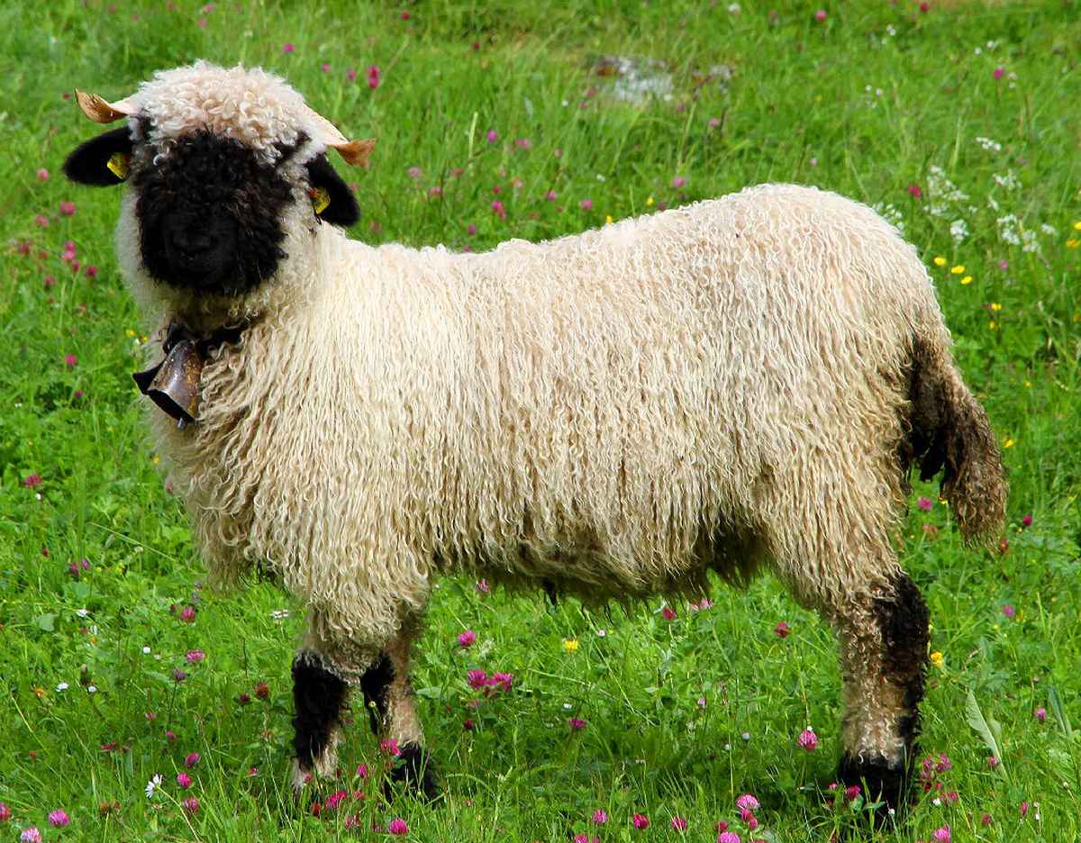 SCHWARZNASENSCHAF