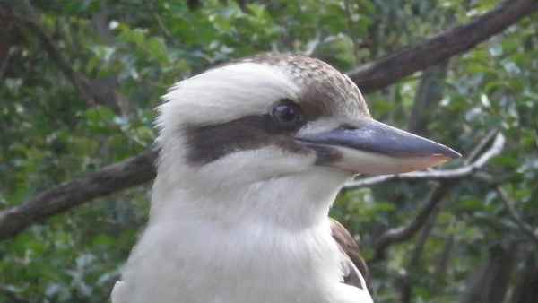 Kookaburra