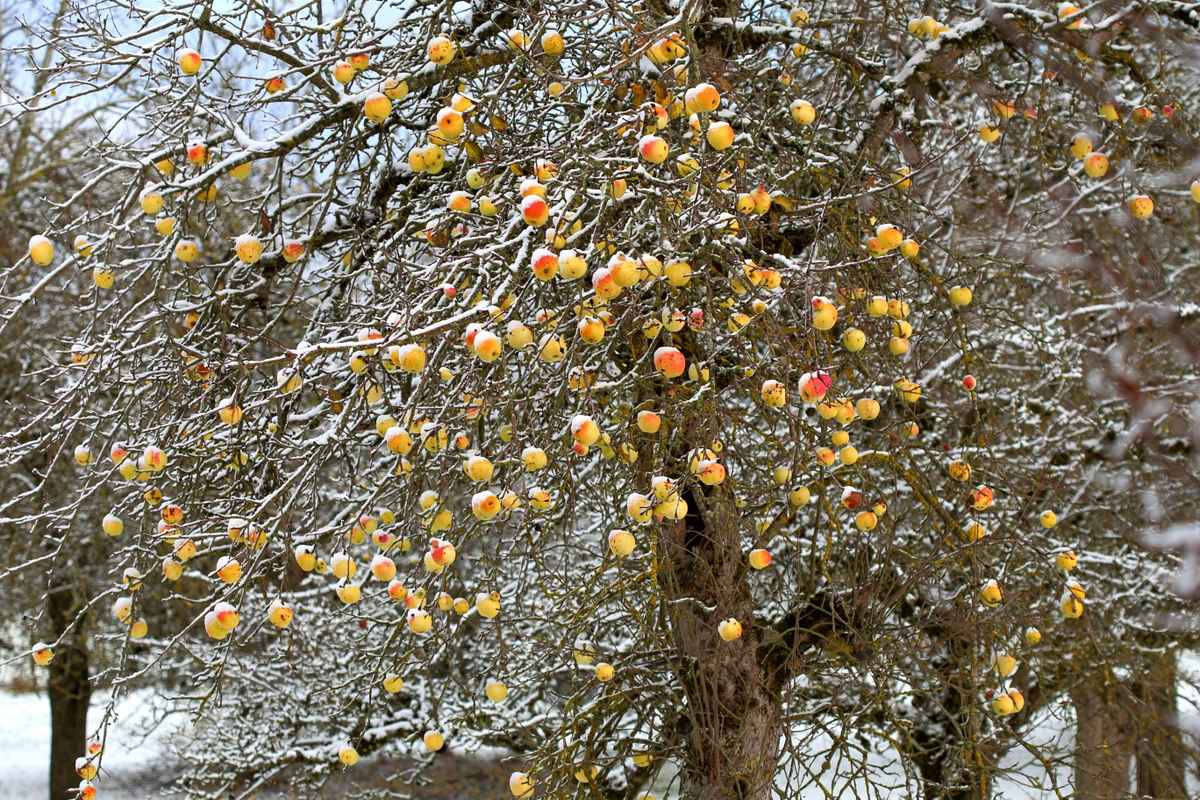 Winteräpfel