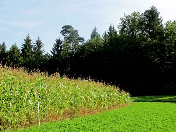 Maisfeld in der Abendsonne