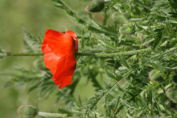 Mohn